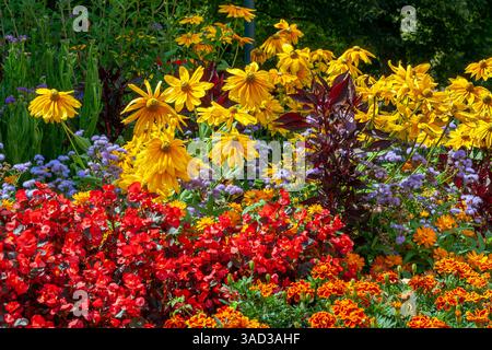 Giardino di fiori, letto di fiori con begonia ghiacciata o occhio di Dio (rosso), echinacea o coneflower (giallo), calendula o fiore di calendula (arancione) Foto Stock