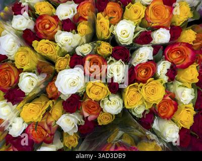 Vista ravvicinata dall'alto delle rose nel bouquet di rose con rose bianche gialle rosse rosse scure, internazionali Foto Stock