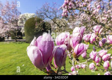 Gli alberi fioriscono in primavera. Le magnolie (Magnolia) fioriscono di fiori bianchi, viola e rosa. Stoccarda, Baden-Wuerttemberg, Germania, Europa Foto Stock