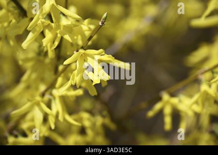 Forsythia, forsythia da giardino, lilla dorata, campana dorata (Forsythia x intermedia) Foto Stock