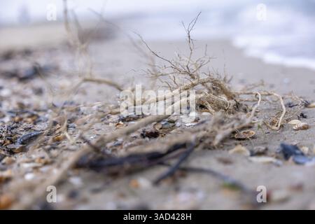 Primo piano di getti e conchiglie sulla sabbia sulla spiaggia, Groede, Zelanda, Paesi Bassi Foto Stock