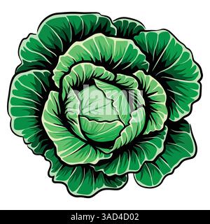 Illustrazione del vettore vegetale di cavolo verde. Ingrediente alimentare fresco e sano, perfetto per il mercato agricolo o ricette vegetariane. Isolato su un bac bianco Illustrazione Vettoriale