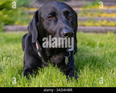 Ritratto del cane Labrador nero all'aperto. Foto Stock