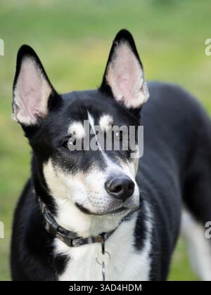Ritratto di cani di razza mista in bianco e nero. Foto Stock