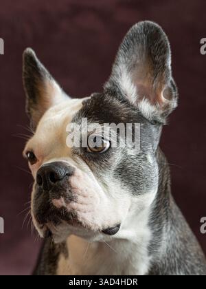Ritratto di uno studio di cani Frenchton. Foto Stock