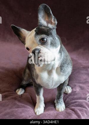 Ritratto di uno studio di cani Frenchton. Foto Stock
