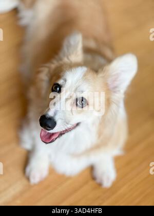 Ritratto di cane gallese Corgi che guarda in alto alla macchina fotografica. Foto Stock
