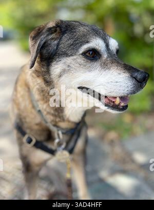 Ritratto misto di Jack Russell e di Australian Cattle Dog. Foto Stock