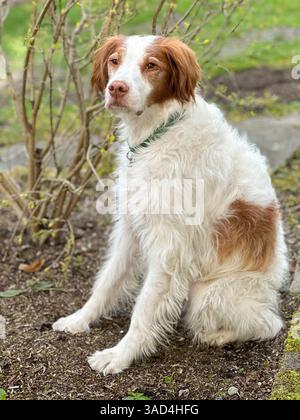 Brittany spaniel dog. Foto Stock