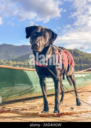Ritratto del cane Labrador nero all'aperto. Foto Stock