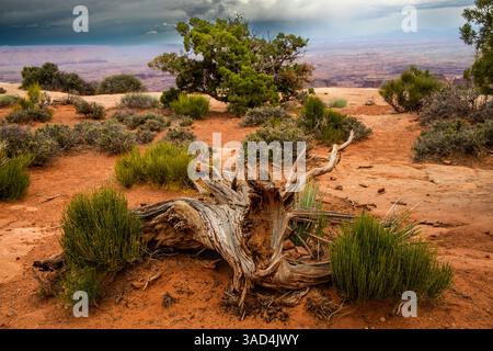Efedra verde e ginepro dello Utah, Grand View Point Trail, Canyonlands National Park, Utah, Stati Uniti Foto Stock