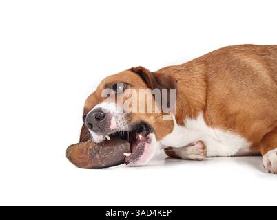 Buon cane da masticare zoccolo. Un simpatico cucciolo che mangia zoccoli ripieni di manzo e zucca. Spuntino o trattamento per la salute orale canina, pulizia dentale dei denti e en Foto Stock