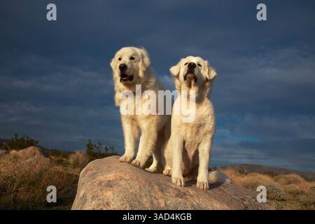 Grandi Pirenei in servizio Foto Stock