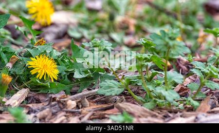 Fiori di dente di leone giallo e erbacce primaverili che crescono attraverso il pacciame. Vista macro al piano terra della vita vegetale naturale in un letto da giardino. Foto Stock