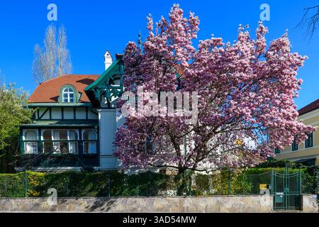 vienna, austria, 04 aprile 2025, magnolia in fiore di fronte a una villa nella zona hohe warte *** wien, österreich, 04. aprile 2025, blühende magnolie vor einer villa im gebiet hohe warte Copyright: xx Foto Stock