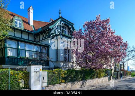 vienna, austria, 04 aprile 2025, magnolia in fiore di fronte a una villa nella zona hohe warte *** wien, österreich, 04. aprile 2025, blühende magnolie vor einer villa im gebiet hohe warte Copyright: xx Foto Stock