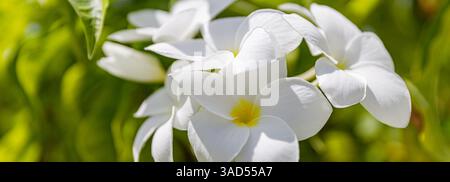 Fiori di plumeria bianchi e gialli primo piano del mazzo di fiori, foglie verdi sfondo bokeh sfocato, fioritura del ramo dell'albero di frangipani esotico fiore tropicale Foto Stock