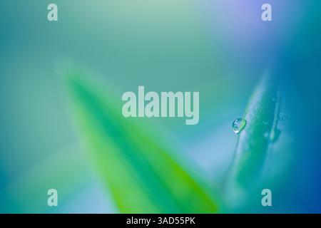 Splendida vista macro delle foglie con scintillanti goccioline, dettagli intricati e texture vivaci, che mostrano la bellezza della natura in uno splendido primo piano Foto Stock