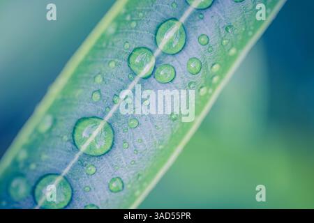 Splendida vista macro delle foglie con scintillanti goccioline, dettagli intricati e texture vivaci, che mostrano la bellezza della natura in uno splendido primo piano Foto Stock