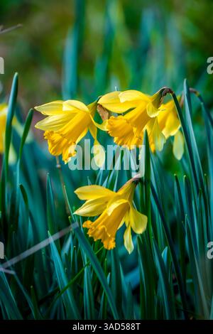 Una macro prospettiva di Daffodil (Narcissus pseudonarcissus) fiorisce affogando con grazia tra le lame verdi in una luminosa mattina primaverile Foto Stock
