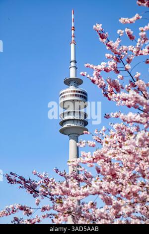 München, Deutschland 03. Aprile 2025: Im Bild: Die Kirschblüte der japanischen Kirschbäume, ein München im Olympiapark in Blütenparadies lockt zur Zeit viele Besucher und Touristen an. Im Hintergrund sieht man der Fernsehturm. Bayern *** Monaco di Baviera, Germania 03 aprile 2025 nella foto la fioritura dei ciliegi giapponesi, un paradiso in fiore nel Parco Olimpico di Monaco, attira attualmente molti visitatori e turisti sullo sfondo si può vedere la torre televisiva Bavaria Copyright: XFotostandx/xFritschx Foto Stock