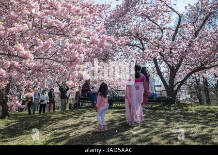 München, Deutschland 03. Aprile 2025: Im Bild: Die Kirschblüte der japanischen Kirschbäume, ein München im Olympiapark in Blütenparadies lockt zur Zeit viele Besucher und Touristen an. Bayern *** Monaco di Baviera, Germania 03 aprile 2025 nella foto la fioritura dei ciliegi giapponesi, un paradiso in fiore nel Parco Olimpico di Monaco, attira attualmente molti visitatori e turisti in Baviera Copyright: XFotostandx/xFritschx Foto Stock