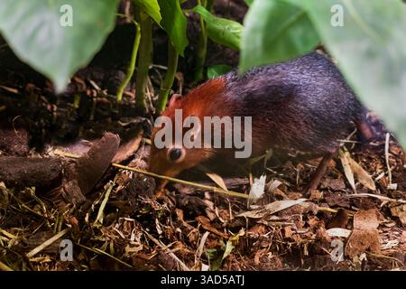 Toporagno di elefante nero e rufante (Rhynchocyon petersi), altri nomi: Zanzariera di elefante o sengi nero e ruvido, animale della famiglia Macroscelidida Foto Stock