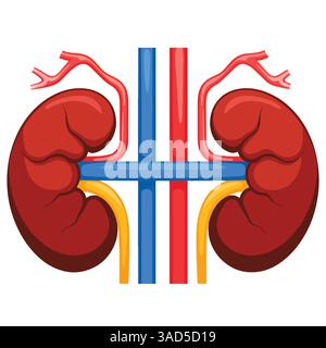 reni destro e sinistro, organi umani interni. Concetto di sistema urinario ed endocrino. Design vettoriale piatto dettagliato per immagini anatomiche didattiche. Illustrazione Vettoriale