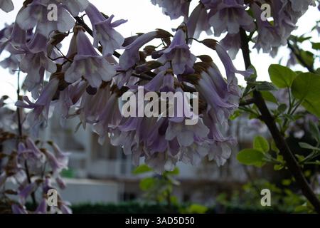 Fiori di Paulownia fioriti in primavera – primo piano di fiori a forma di tromba di lavanda Foto Stock