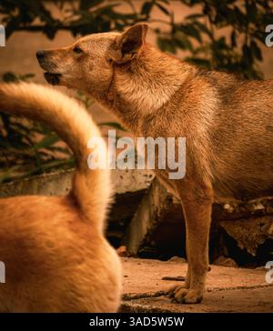 Avvisa Brown Dog in piedi all'aperto a mai Chau, Vietnam Foto Stock