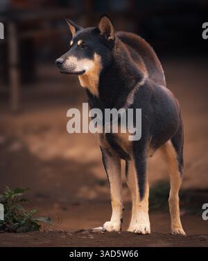 Cane di razza mista nativo vietnamita a mai chau, Vietnam Foto Stock