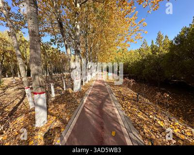 I vivaci colori autunnali dipingono un tranquillo paesaggio di alberi e fogliame. Foto Stock