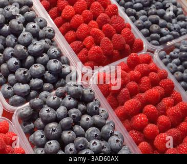 Fondo di mirtilli e lamponi in vassoi di plastica Foto Stock