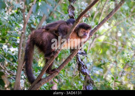 cappuccini tufted (Sapajus apella) con il bambino sulla schiena. Foto Stock