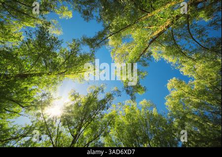 Il baldacchino di alberi alti contro un cielo blu limpido, con il sole che splende attraverso rami verdi illuminati Foto Stock