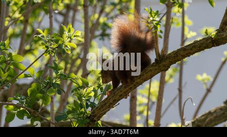 Red Squirrel Resting on Tree Branch Surrounded by Green Foliage During Spring Foto Stock