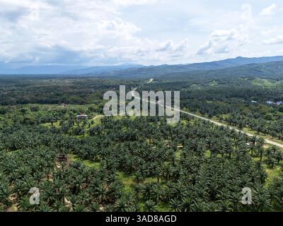 Vista aerea della piantagione di palme a Kudat Sabah nel Borneo Foto Stock