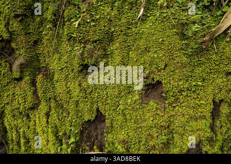 moquette verde brillante che copre la corteccia degli alberi con una consistenza ruvida. sfondo verde fogliame, un ambiente lussureggiante della foresta. Foto Stock