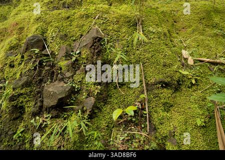 Primo piano di sfondo con texture muschio, immagine ravvicinata di muschio della natura lussureggiante, muschio verde dopo la pioggia Foto Stock