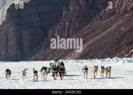 Un'emozionante esperienza in slitta trainata da cani si svolge in Groenlandia, dove un musher guida una vivace squadra di husky attraverso uno splendido paesaggio innevato. Foto Stock