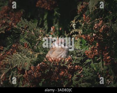 Piccolo uccello nascosto nei rami di pino con occhi cauti circondato da fogliame autunnale Foto Stock