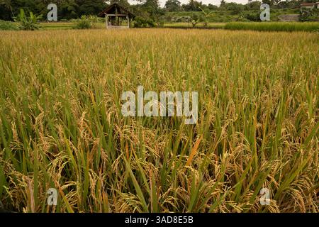 Risaia dorata prima della raccolta in asia Foto Stock
