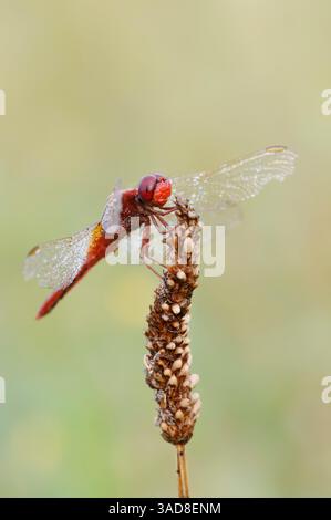 Broad Scarlet o Scarlet Darter (Crocothemis erythraea), maschile, Germania | Feuerlibelle (Crocothemis erythraea), Männchen, Deutschland Foto Stock