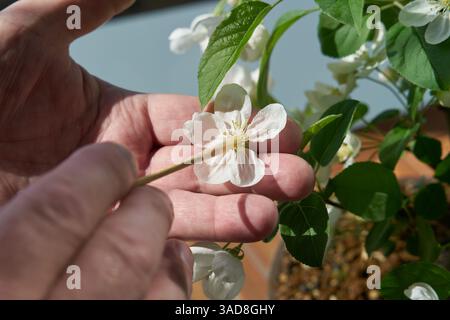 Impollinazione artificiale della fioritura di un bonsai di melo Malus Evereste in primavera con un piccolo pennello Foto Stock