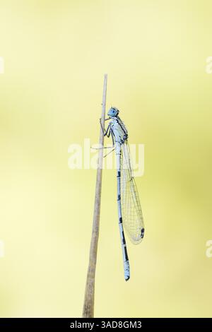 Common Blue Damselfly (Enallagma cyathigerum), maschile, Germania | Gemeine Becherjungfer oder Becher-Azurjungfer (Enallagma cyathigerum), Männchen Foto Stock