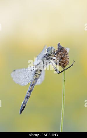 Skimmer dalla coda nera (Orthetrum cancellatum), femminile, Germania | Großer Blaupfeil (Orthetrum cancellatum), Weibchen, Deutschland Foto Stock