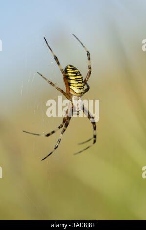 WASP Spider (Argiope bruennichi), donna, Germania | Wespenspinne (Argiope bruennichi), Weibchen, Deutschland Foto Stock