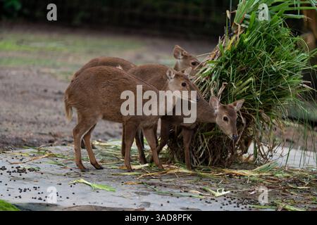 Un gruppo di giovani cervi che pascolano su fresche piante verdi all'interno di un recinto del parco naturale. Foto Stock