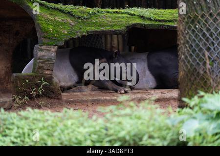 Un grande tapir malese nero si trova sotto un albero, riposando pacificamente in un parco forestale. Foto Stock