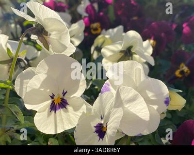 pansie di colori diversi, fiori primaverili, pansie viola bianco giallo Foto Stock
